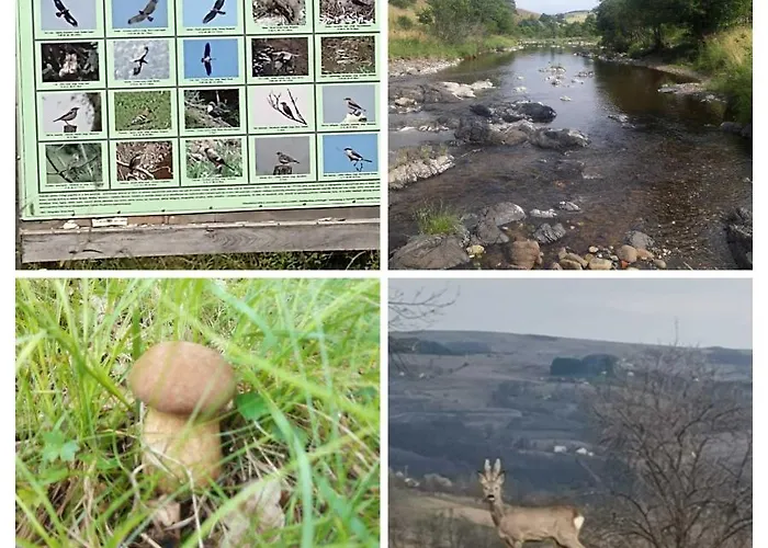 Brvnara Gaj Divcibare Požega